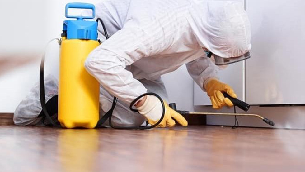 شركة رش حشرات في الطائف , رش حشرات في الطائف , افضل شركة رش حشرات في الطائف , ارخص شركة رش حشرات في الطائف , شركة رش حشرات في الطائف ,  مكافحة حشرات في الطائف , افضل شركة مكافحة حشرات في الطائف 